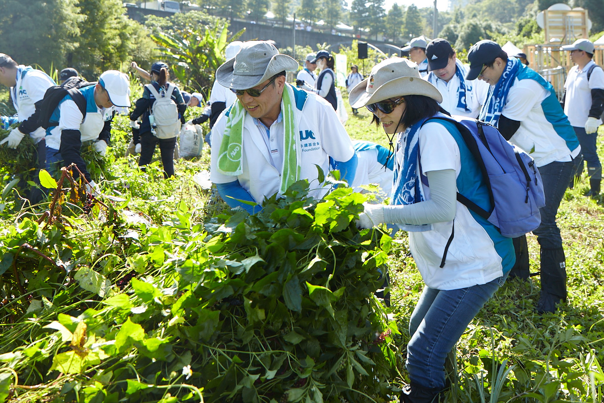 AUO works with partners and corporate volunteers to tackle invasive plant species, conducting regular removal and control operations targeting Mikania micrantha along the Xiaoli River near AUO&rsquo;s Longtan fab.